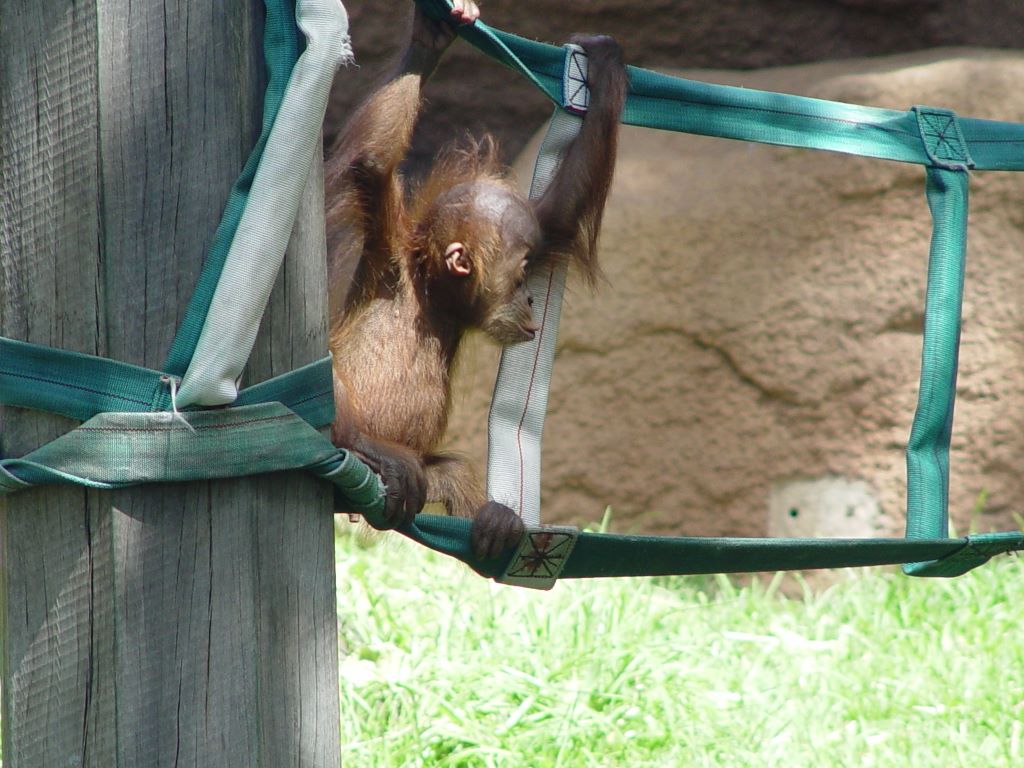 MELBOURNE ZOO'S ORANGUTANS