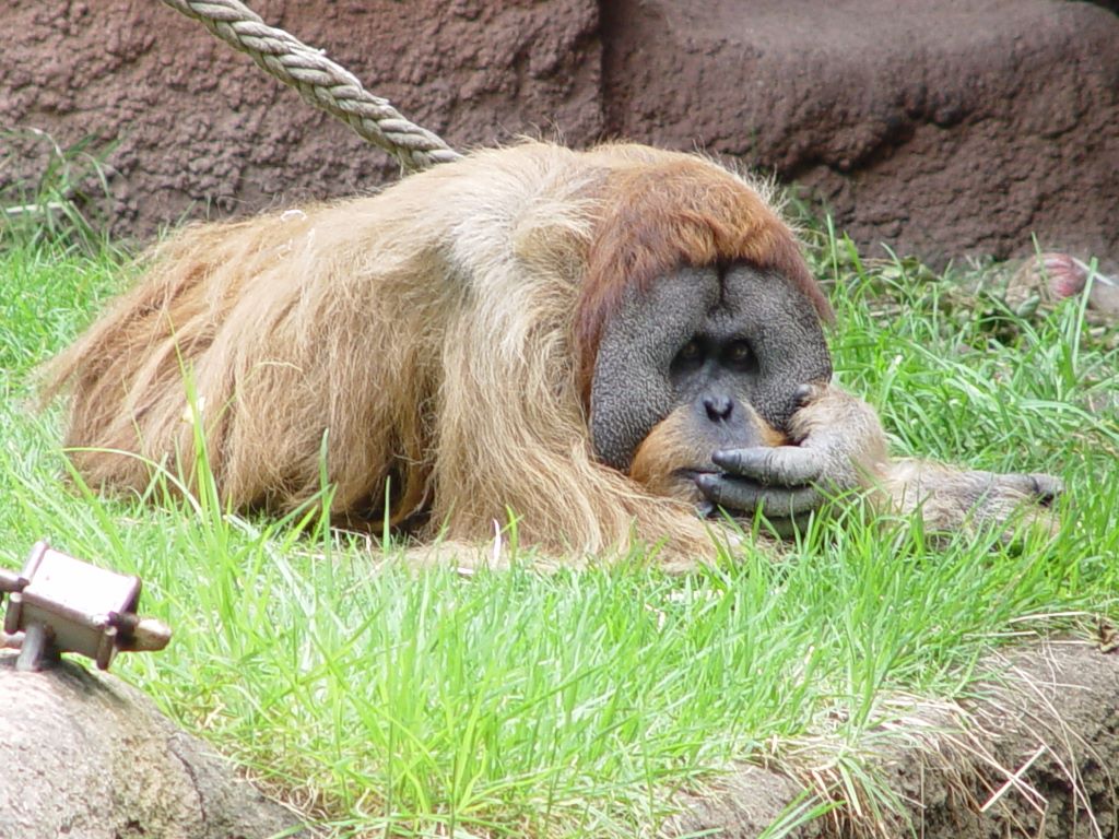 MELBOURNE ZOO'S ORANGUTANS