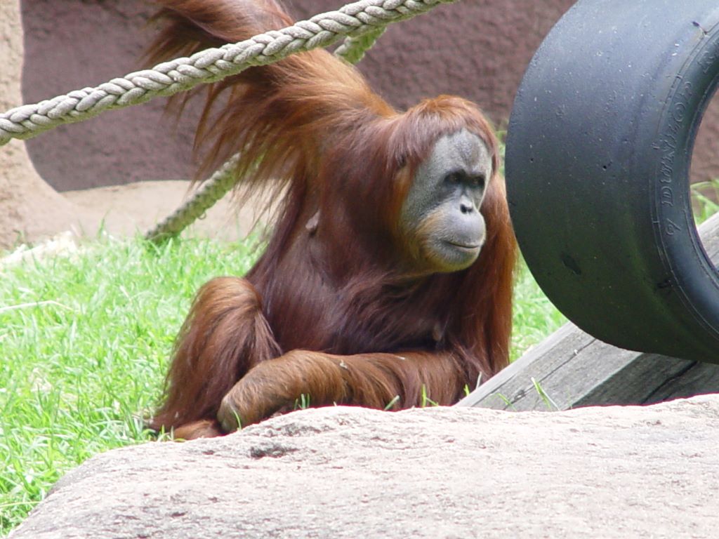 MELBOURNE ZOO'S ORANGUTANS