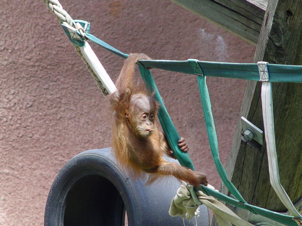 MELBOURNE ZOO'S ORANGUTANS