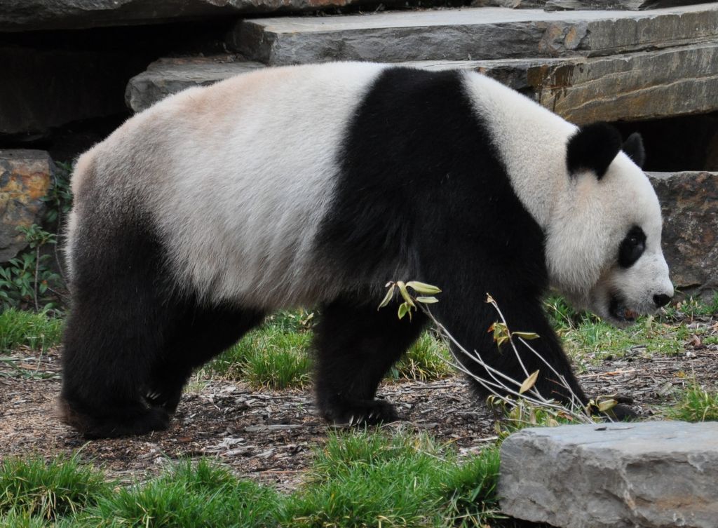FUNI (Lucky Girl) and WANG WANG (Net Net), Adelaide Zoo's Pandas