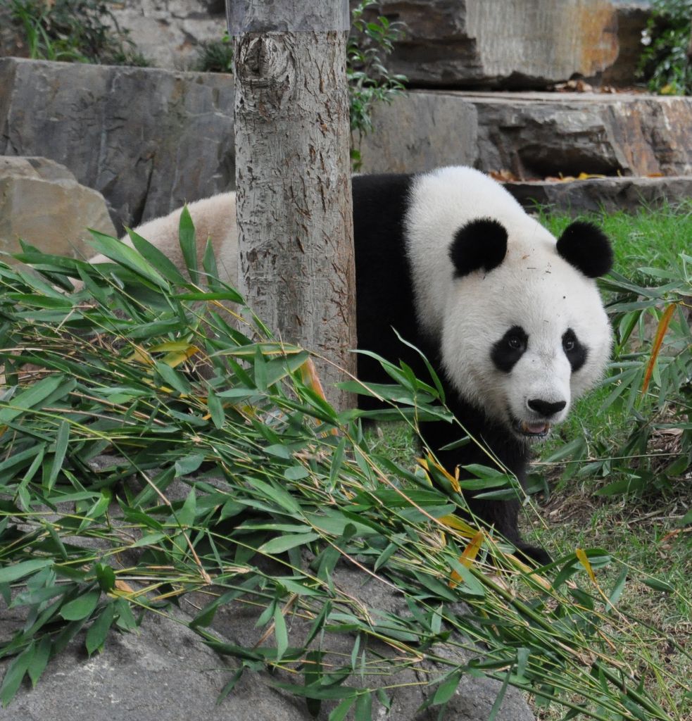 FUNI (Lucky Girl) and WANG WANG (Net Net), Adelaide Zoo's Panda