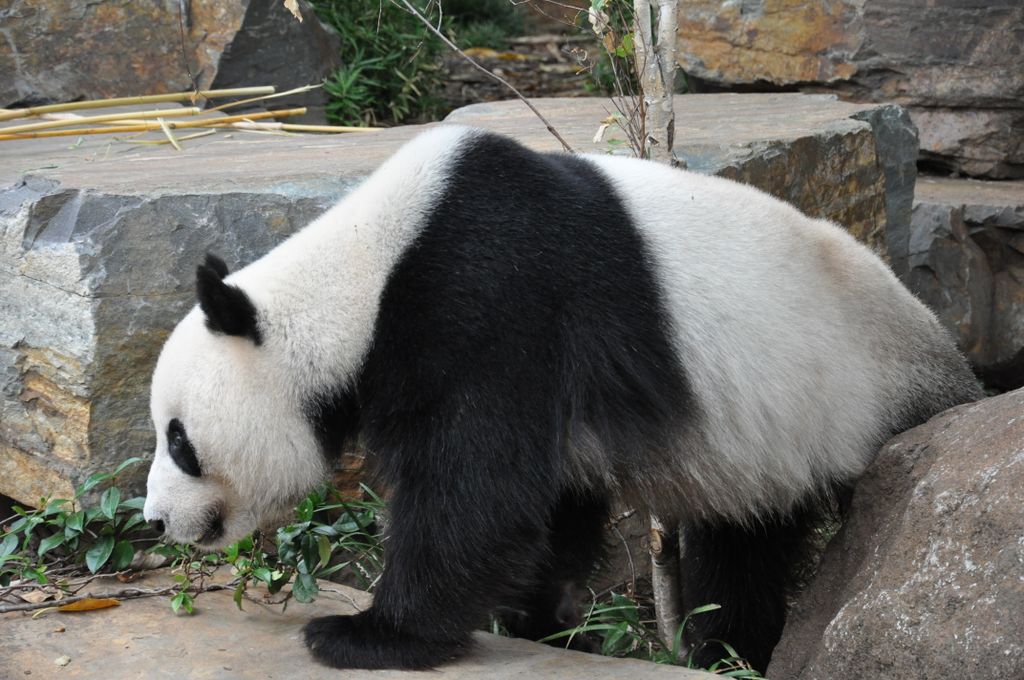 FUNI (Lucky Girl) and WANG WANG (Net Net), Adelaide Zoo's Panda