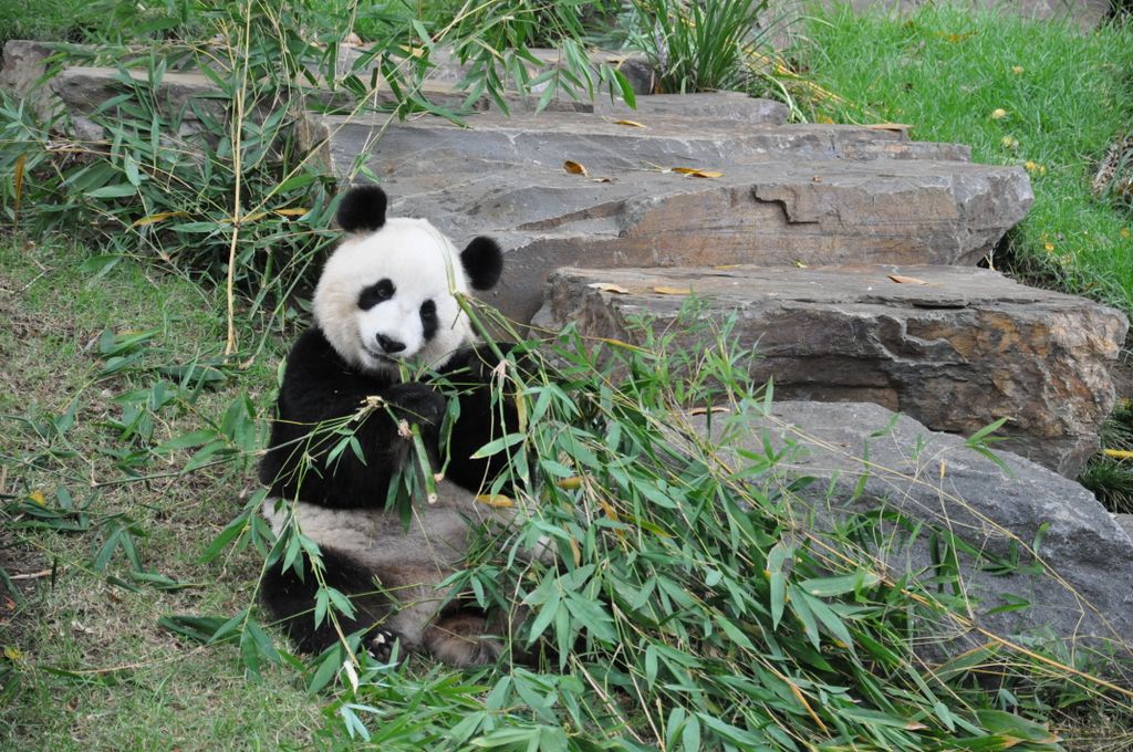 FUNI (Lucky Girl) and WANG WANG (Net Net), Adelaide Zoo's Panda