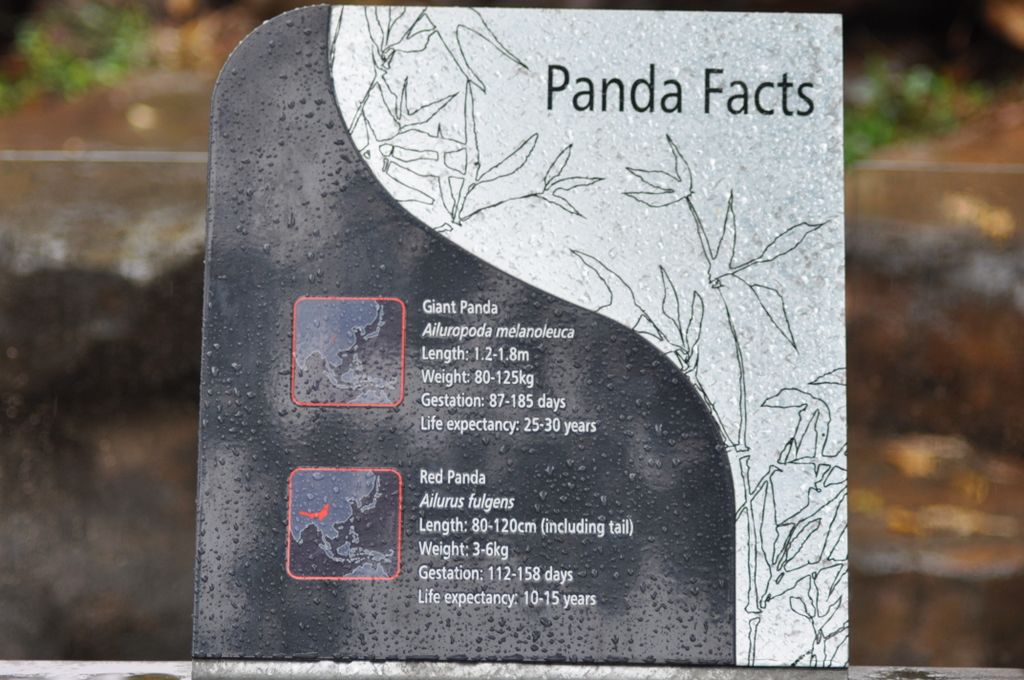 FUNI (Lucky Girl) and WANG WANG (Net Net), Adelaide Zoo's Panda