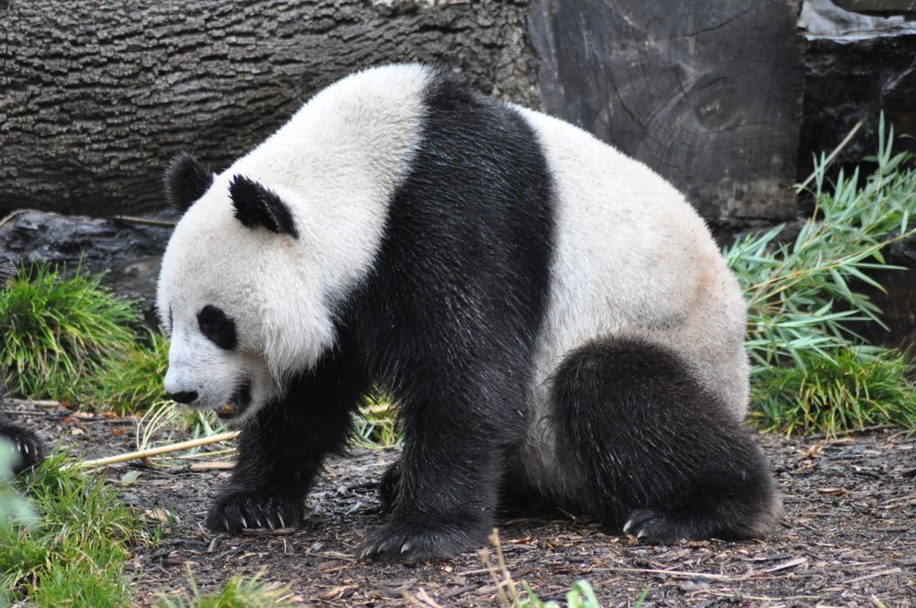 FUNI (Lucky Girl) and WANG WANG (Net Net), Adelaide Zoo's Panda