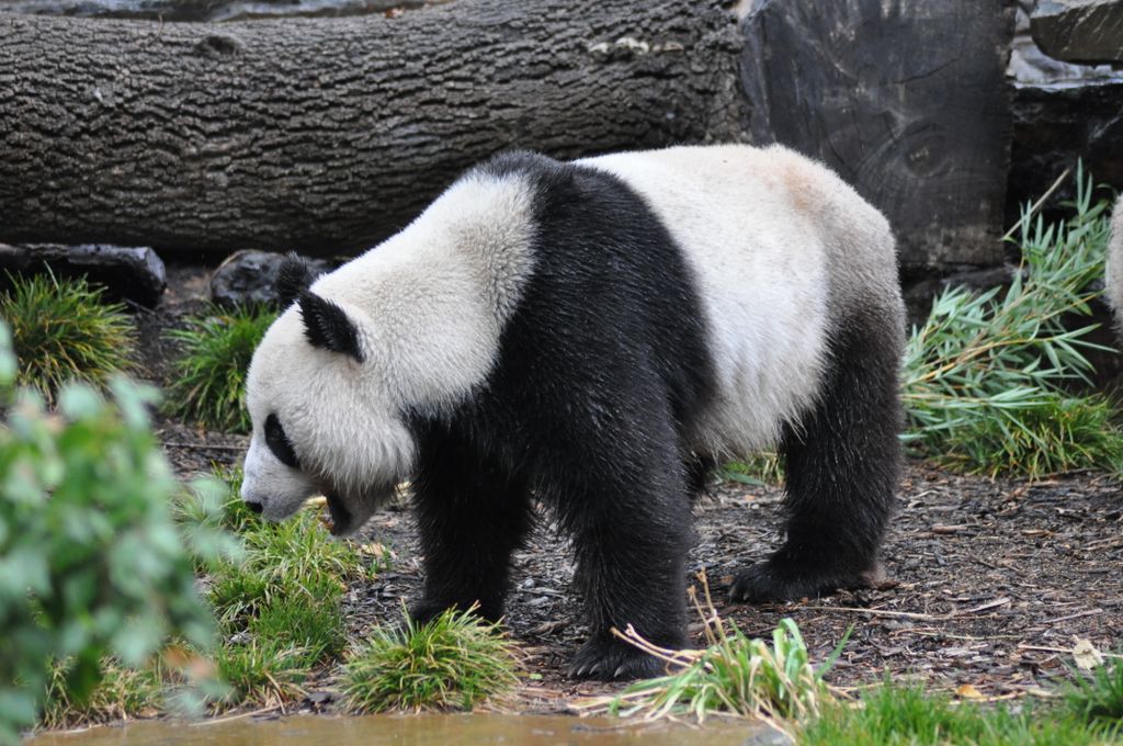 FUNI (Lucky Girl) and WANG WANG (Net Net), Adelaide Zoo's Panda