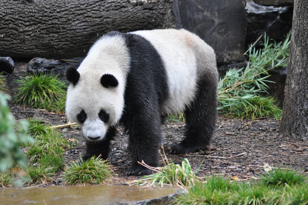 FUNI (Lucky Girl) and WANG WANG (Net Net), Adelaide Zoo's Panda