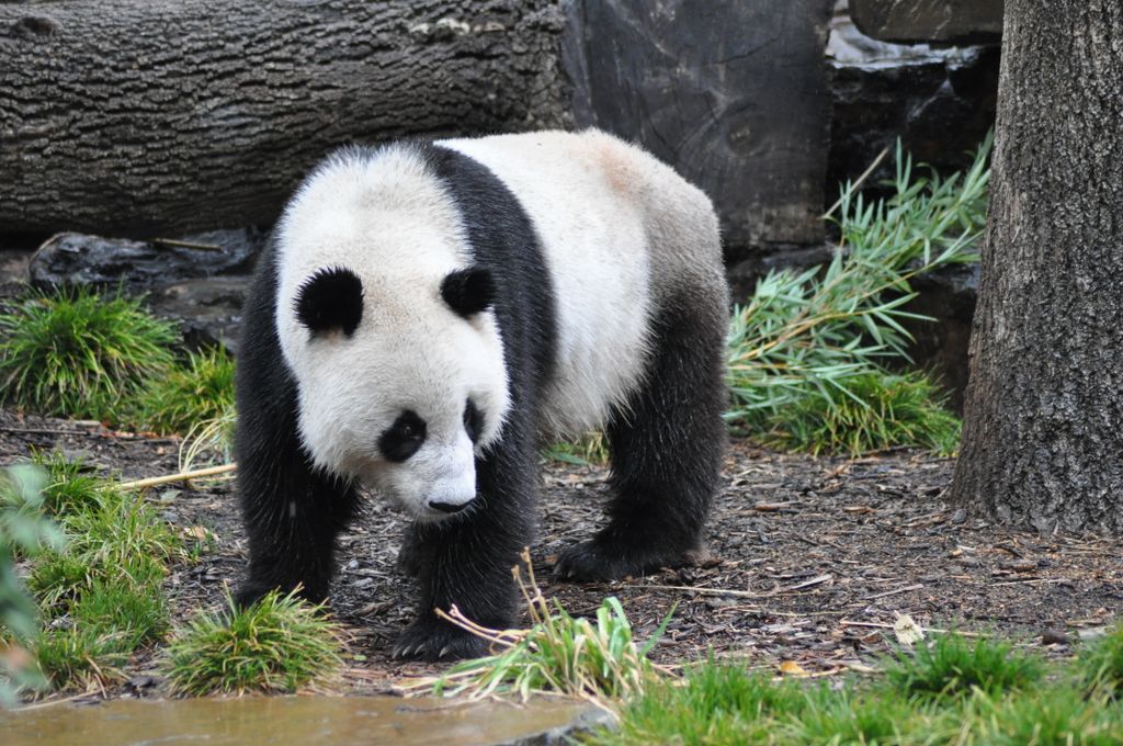 FUNI (Lucky Girl) and WANG WANG (Net Net), Adelaide Zoo's Panda