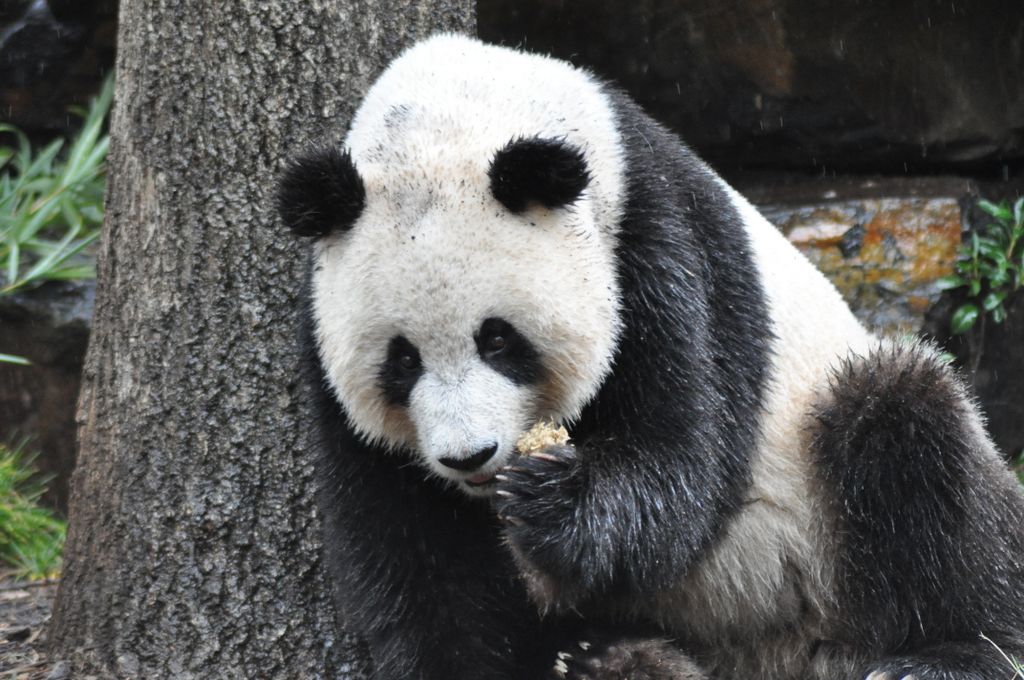 FUNI (Lucky Girl) and WANG WANG (Net Net), Adelaide Zoo's Panda