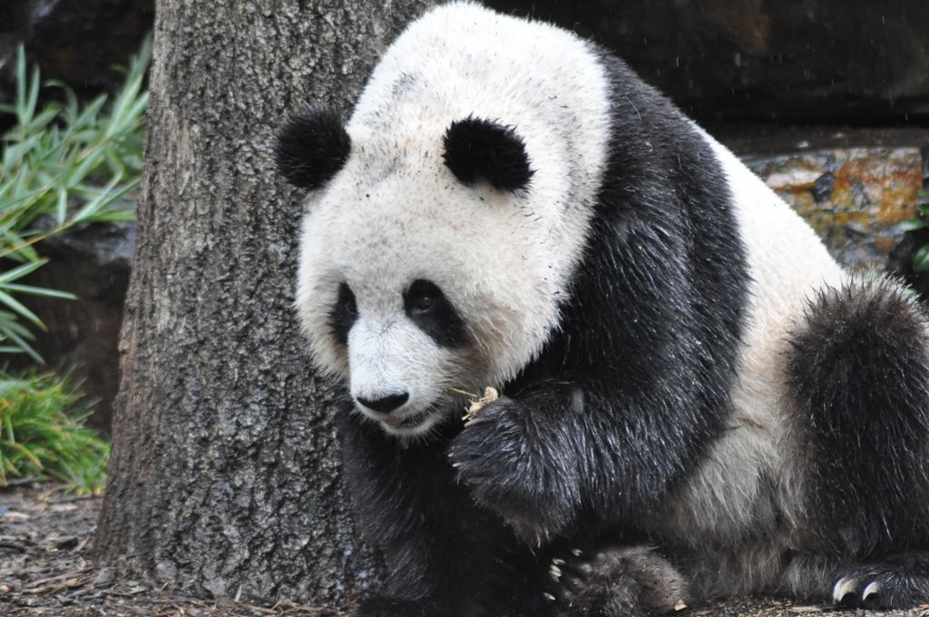 FUNI (Lucky Girl) and WANG WANG (Net Net), Adelaide Zoo's Panda