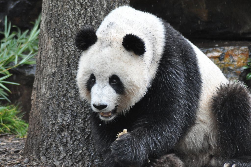 FUNI (Lucky Girl) and WANG WANG (Net Net), Adelaide Zoo's Panda