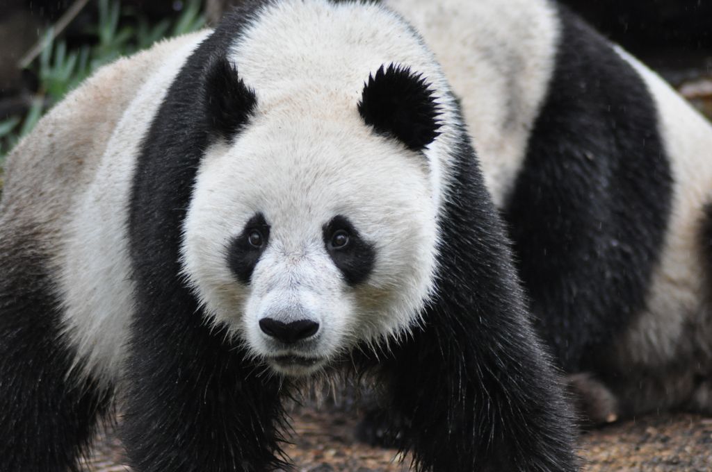 FUNI (Lucky Girl) and WANG WANG (Net Net), Adelaide Zoo's Panda