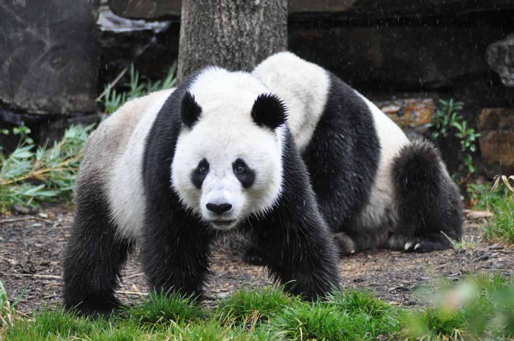 FUNI (Lucky Girl) and WANG WANG (Net Net), Adelaide Zoo's Panda