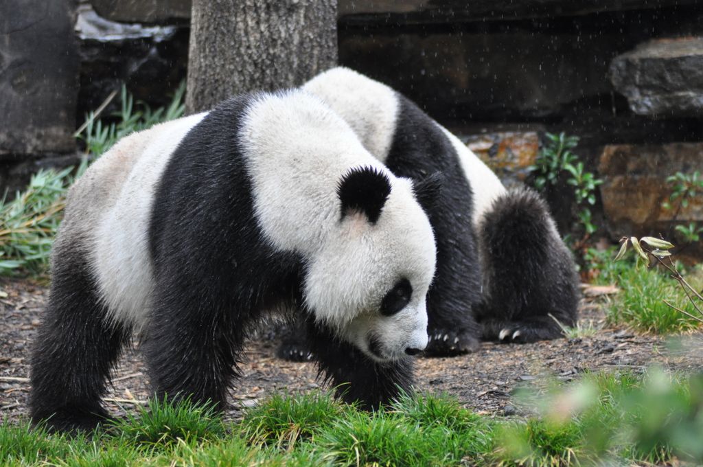 FUNI (Lucky Girl) and WANG WANG (Net Net), Adelaide Zoo's Panda