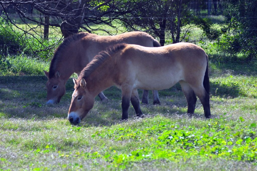 Przewalski's Horse