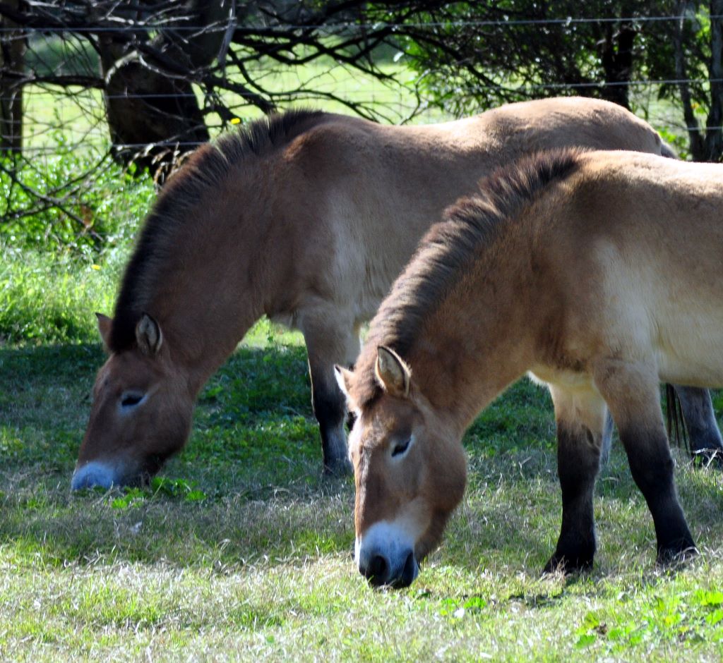 Przewalski's Horse