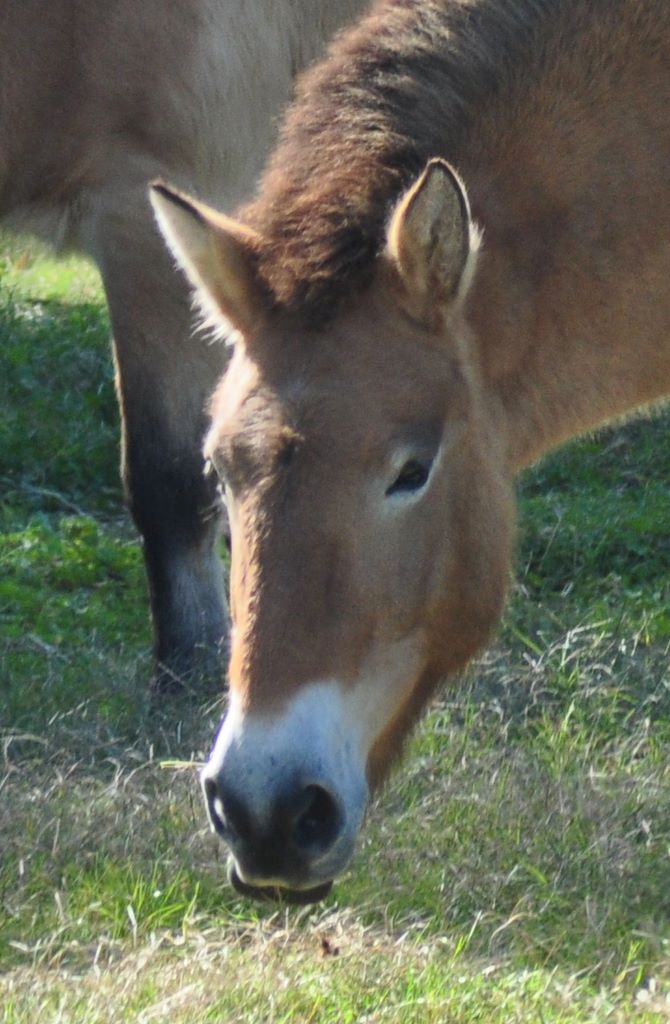 Przewalski's Horse