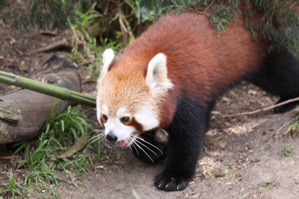  RED PANDAS at TARONGA ZOO, SYDNEY