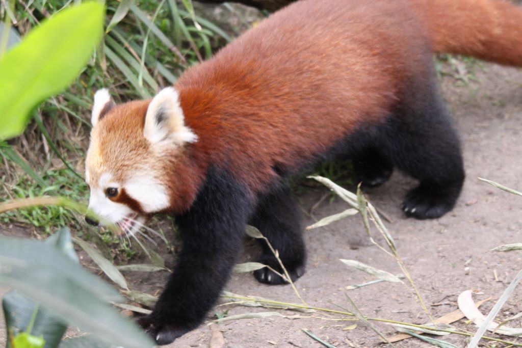  RED PANDAS at TARONGA ZOO, SYDNEY