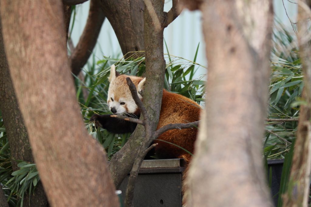  RED PANDAS at TARONGA ZOO, SYDNEY