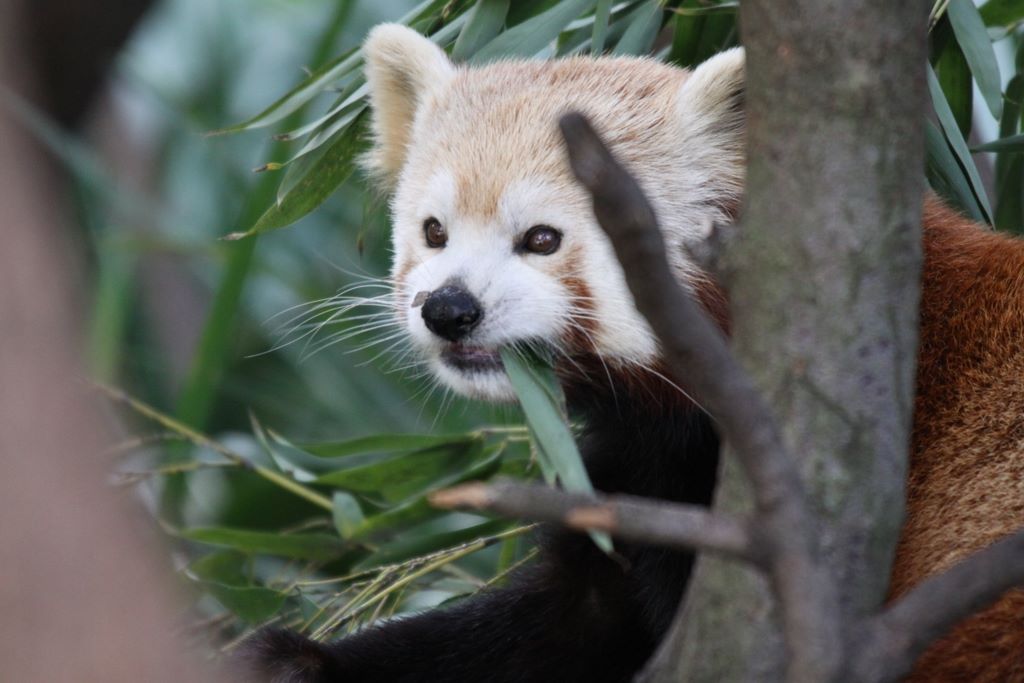  RED PANDAS at TARONGA ZOO, SYDNEY