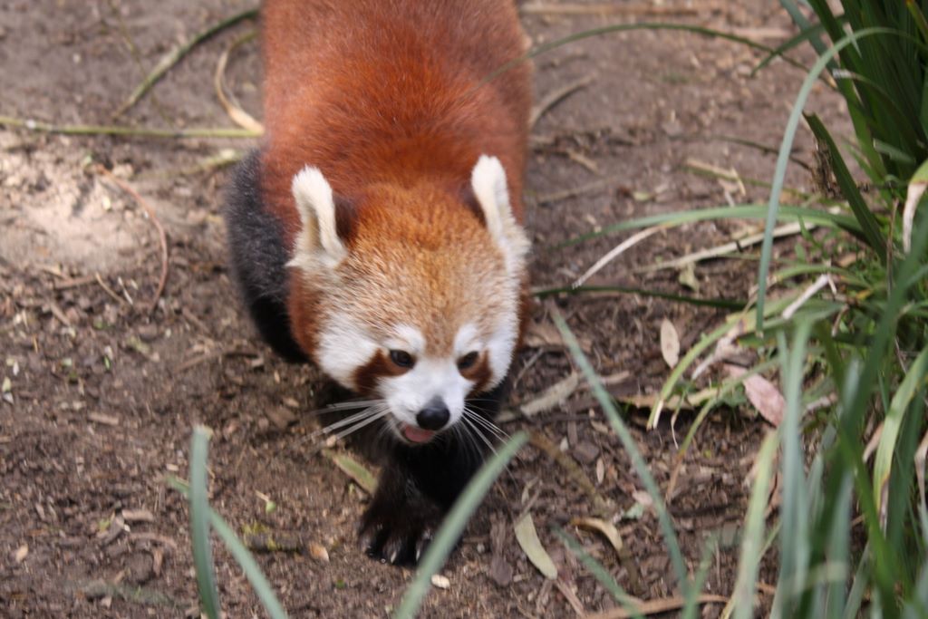 RED PANDAS at TARONGA ZOO, SYDNEY