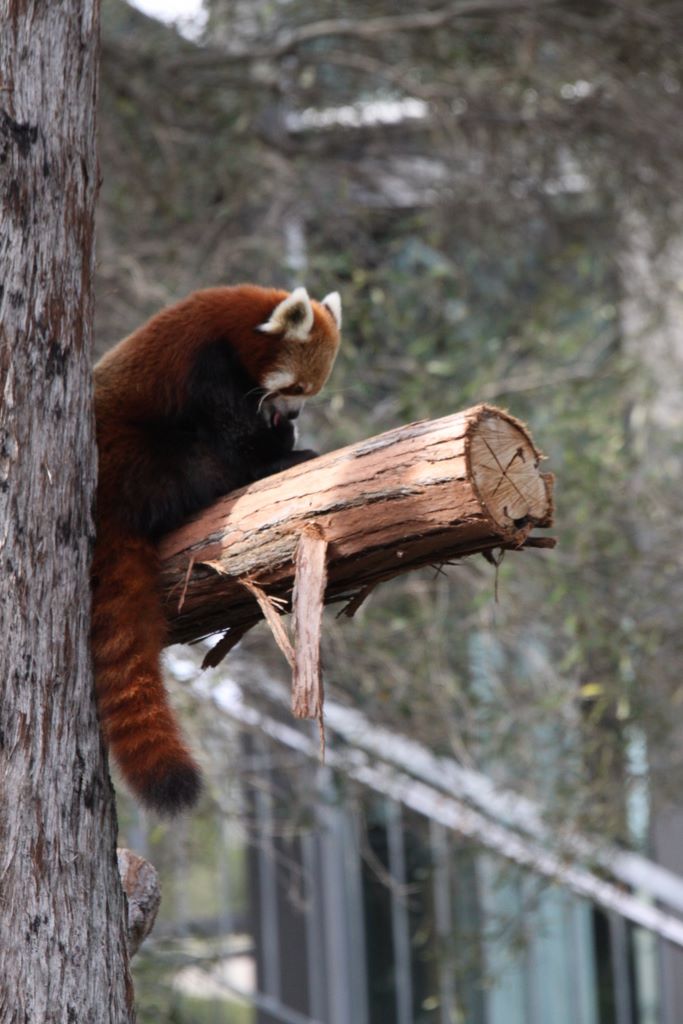  RED PANDAS at TARONGA ZOO, SYDNEY