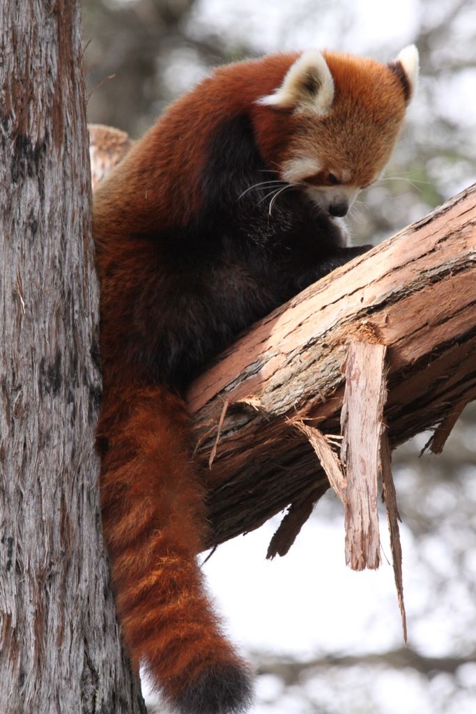  RED PANDAS at TARONGA ZOO, SYDNEY