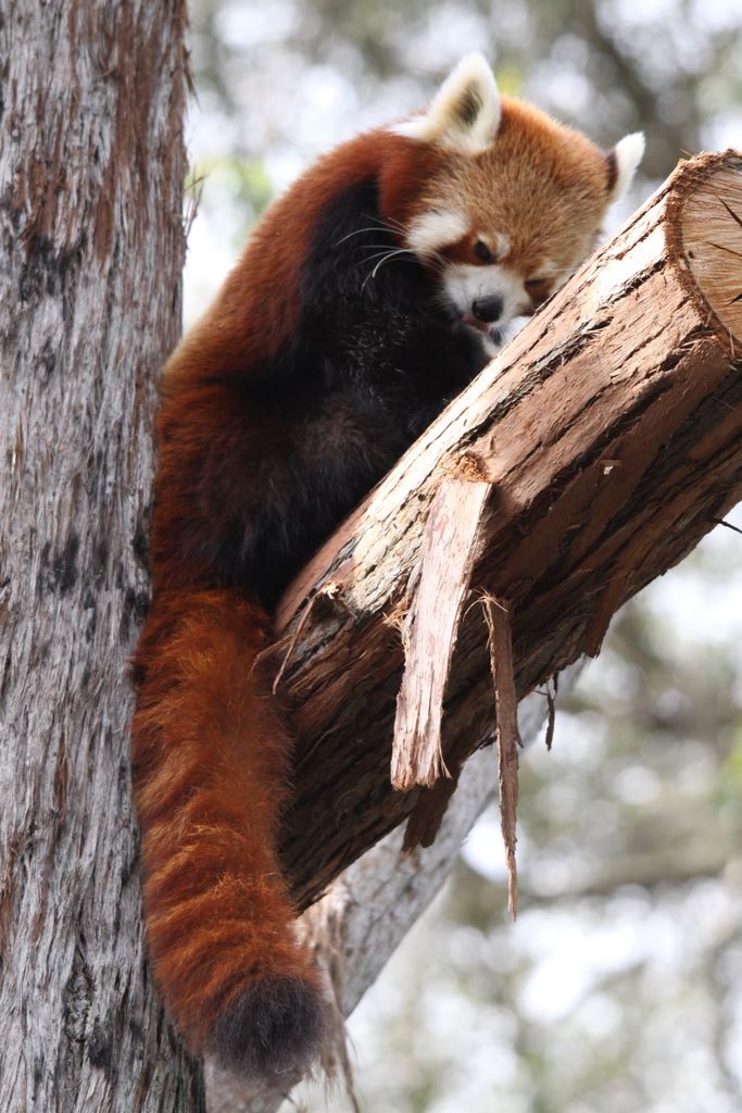  RED PANDAS at TARONGA ZOO, SYDNEY