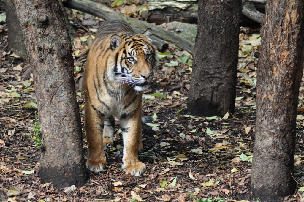 Common name: Tiger Scientific name: Panthera Tigris