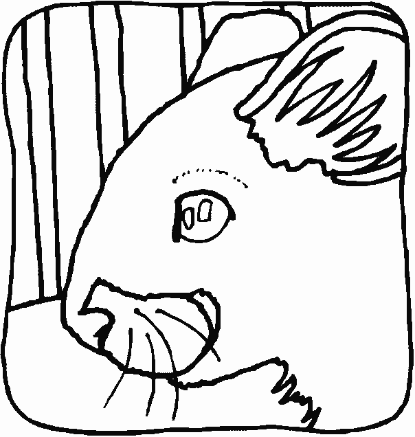 hamster