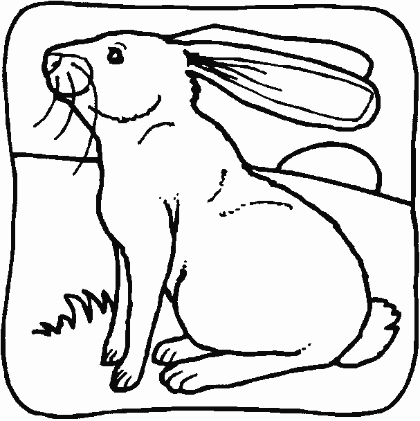 rabbit