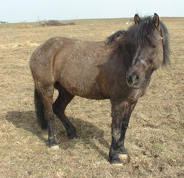 Hucul or Carpathian pony