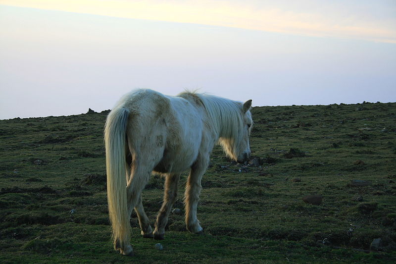 Galician pony