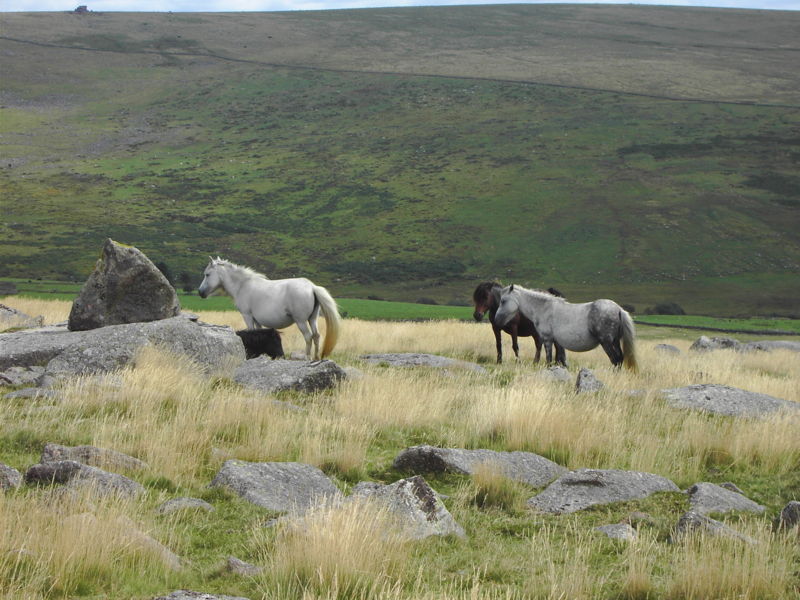 Dartmoor pony