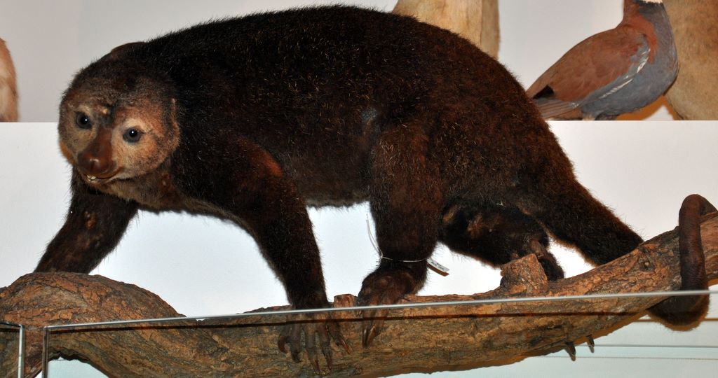 Bear Cuscus (Ailusops ursinus)