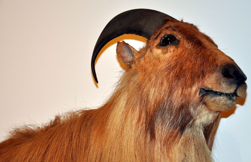 Himalayan Tahr (Hemitragus jemlahicus)