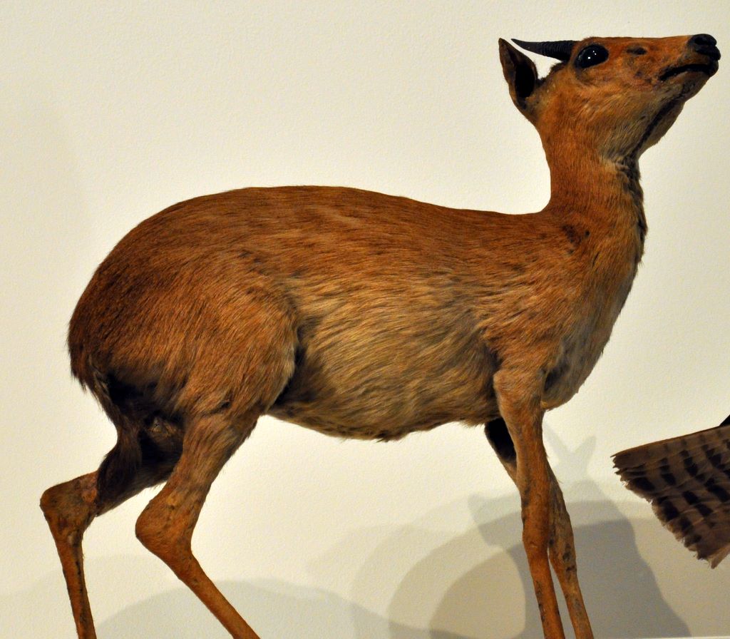 Suni (Nesotragus moschatus)