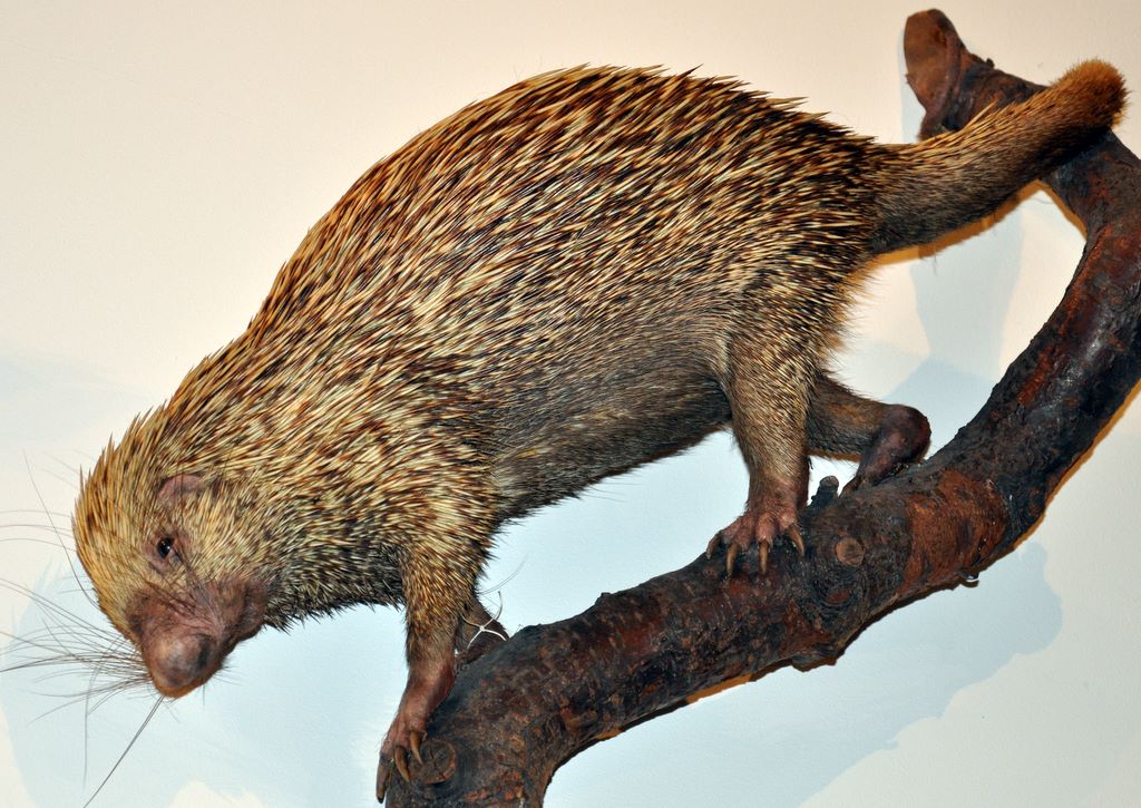 Brazilian Porcupine (Coendous prehensilis)