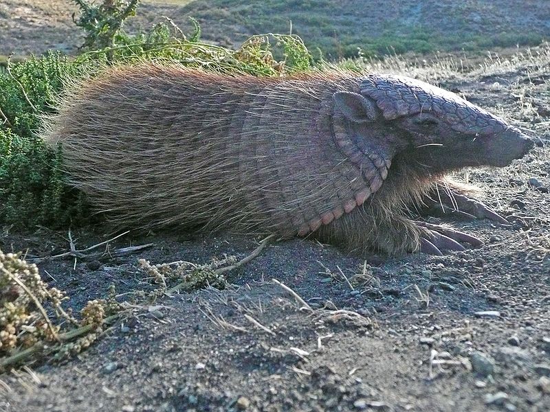 Screaming Hairy Armadillo
