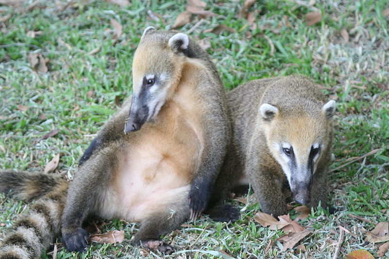 Nasua Nasua Coati