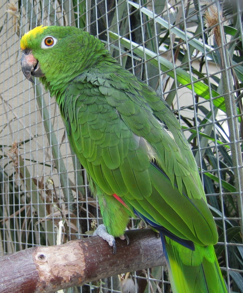 Yellow-crowned Amazon