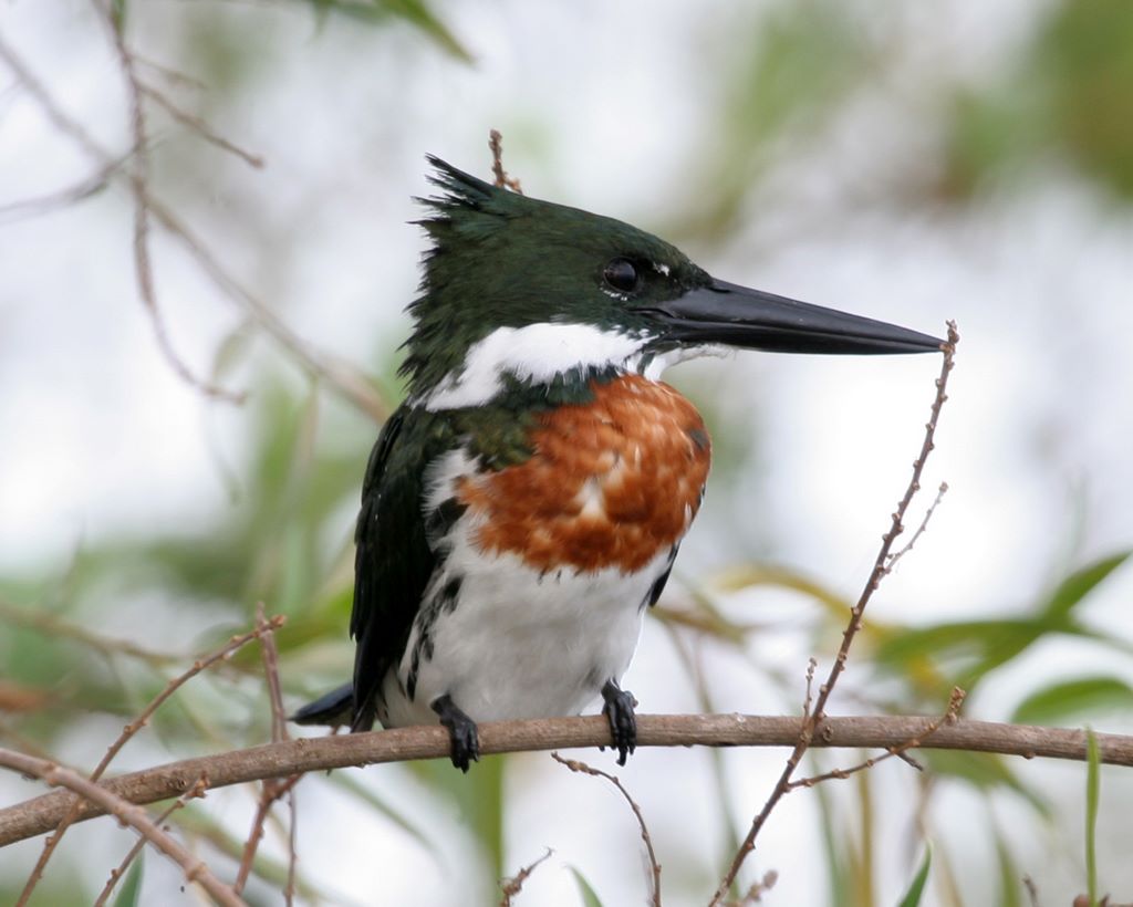 Amazon Kingfisher