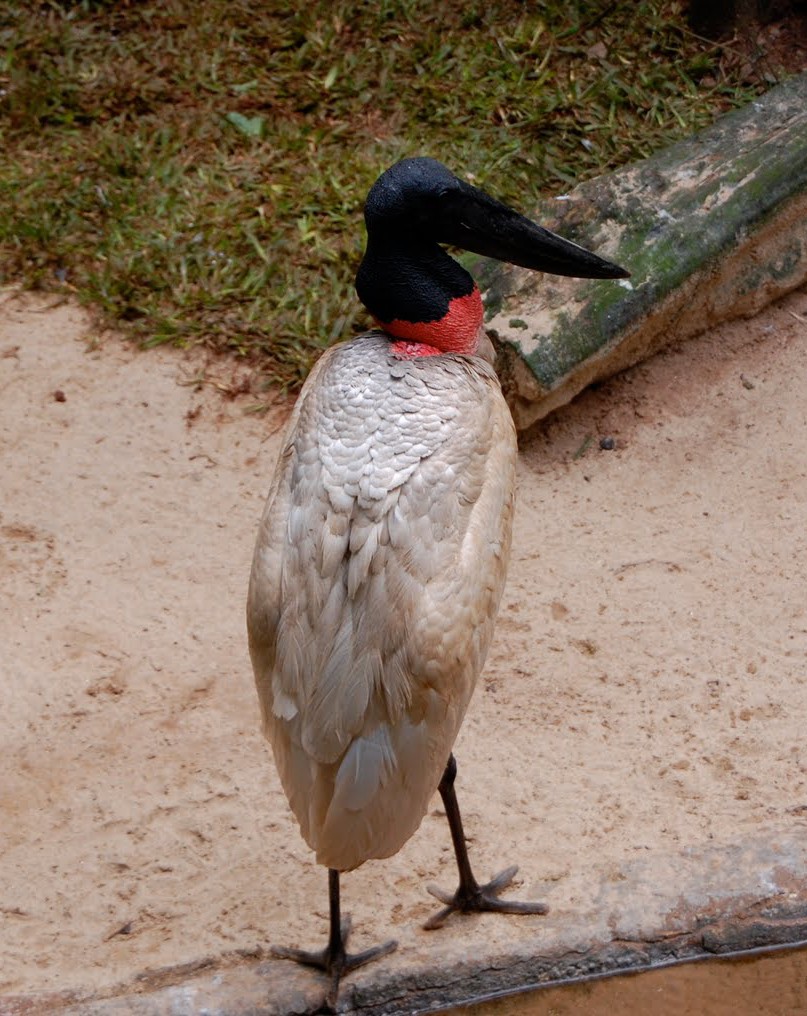 Jabiru