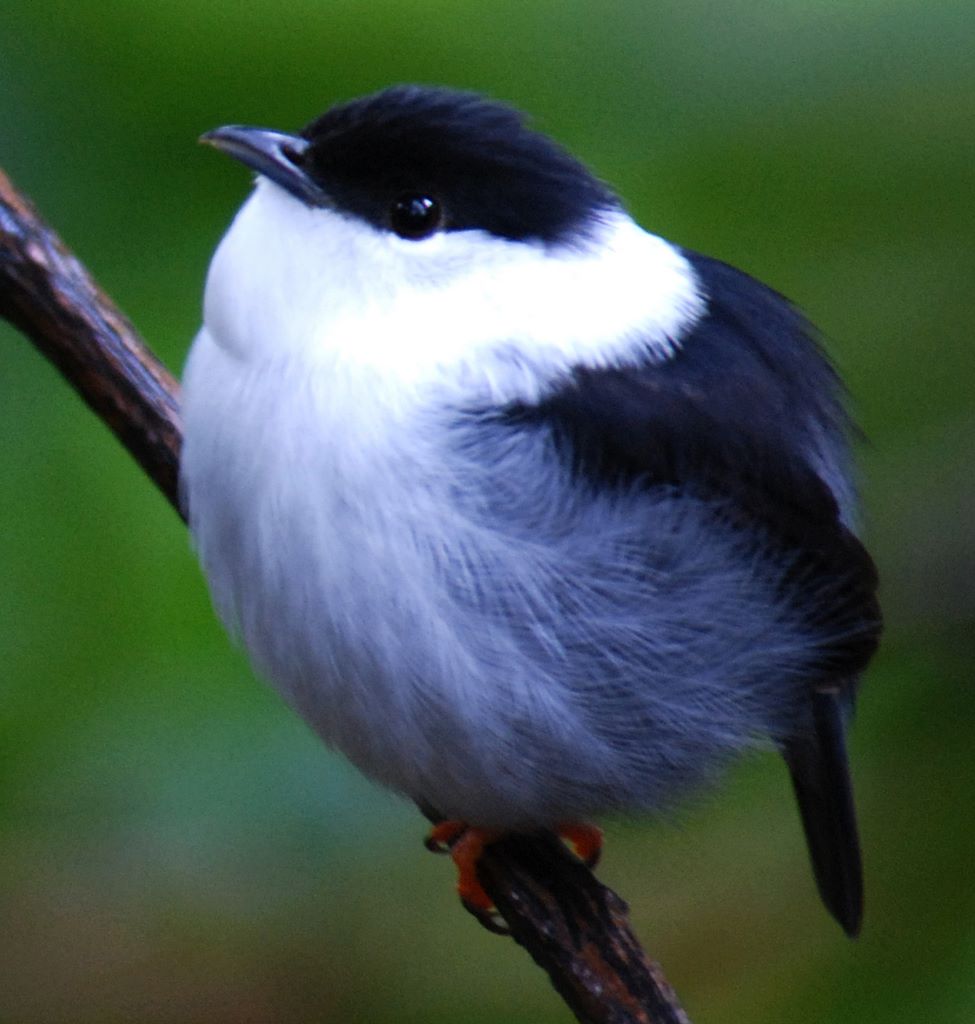 White-bearded Manakin