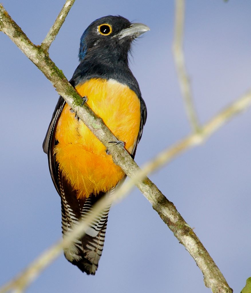 Violaceous Trogon
