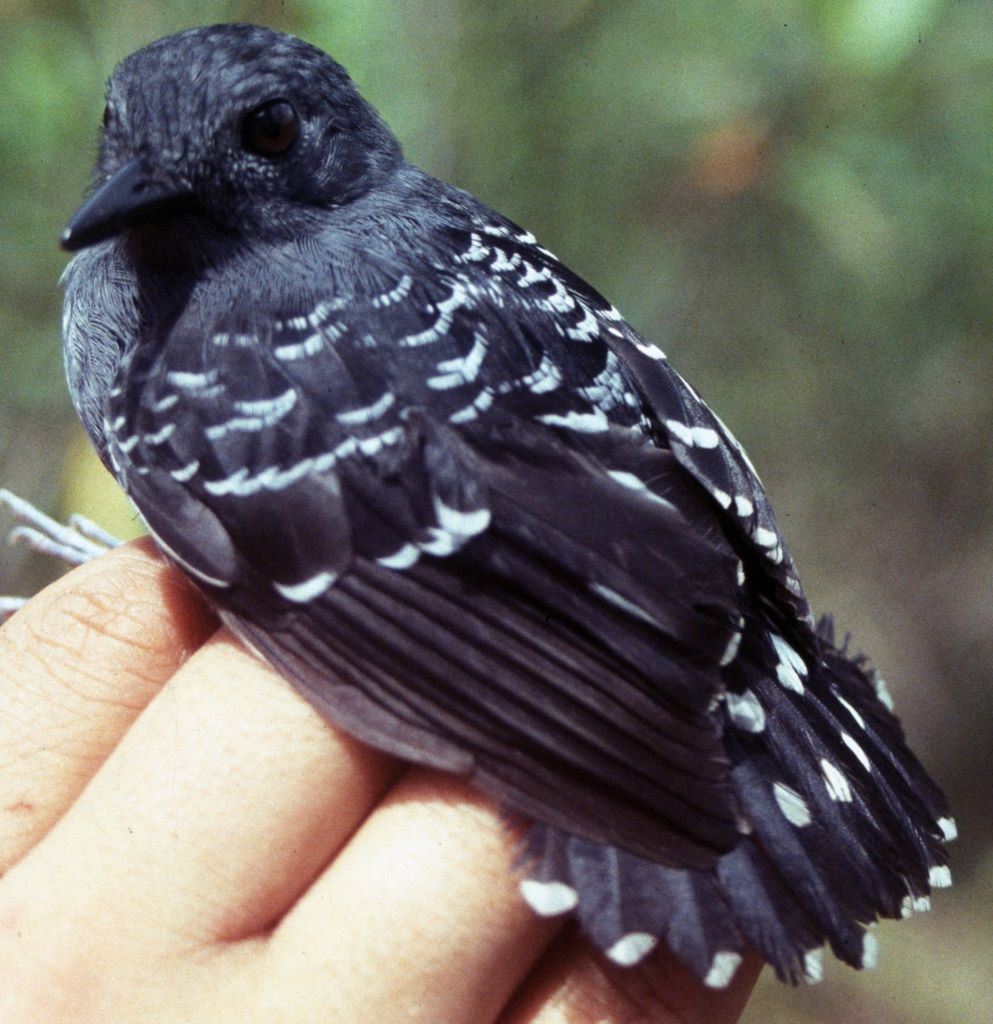 Scale-backed Antbird